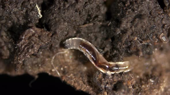 Larva of soil gnats, Sciaridae family alt