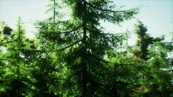 Green Cone Trees in Bright Sun Light alt
