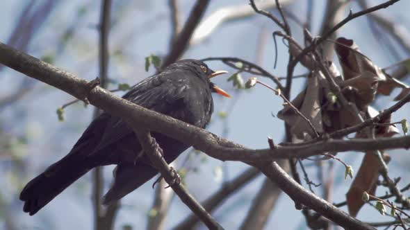 Slow Motion medium close low shot of a young Blackbird, sitting on a branch which ising in the wind. alt