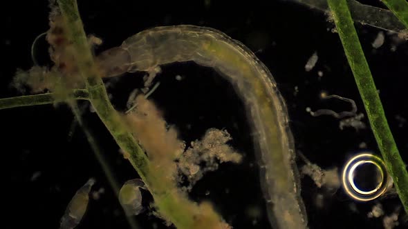 Microscopic Chironomidae (Midge Fly larva) feeds amid aquatic plants. alt