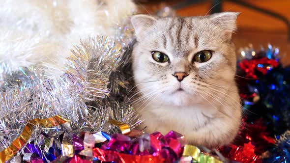 Scottish Fold Cat With Christmas Tinsel. Christmas Cat Face Close Up