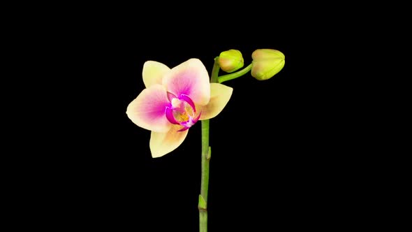 Blooming Yellow - Pink Orchid Phalaenopsis Flower alt