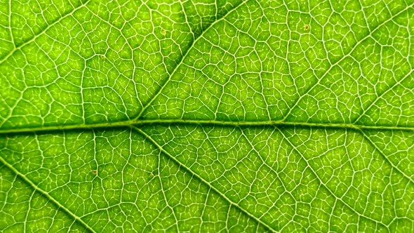 Texture of Green Leaves