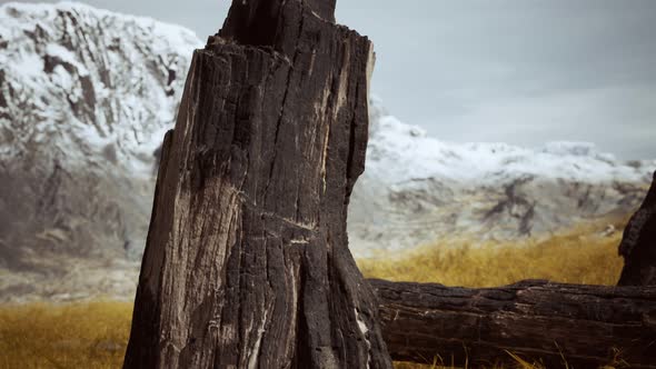 Burnt Tree Logs After Forest Fire alt