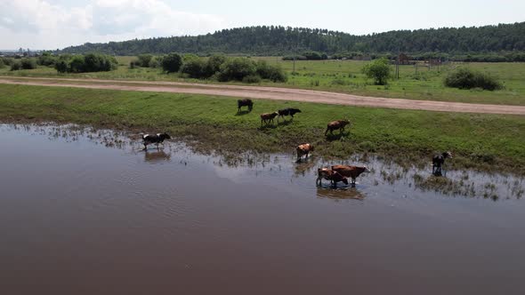 Aerial Drone Shot of Cows Grazing on Pasture Landscape alt