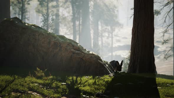Rabbit In The Forest alt