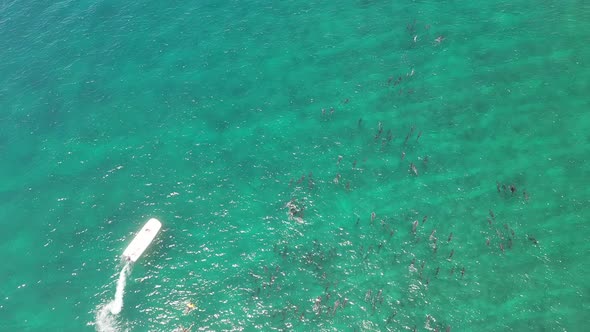 Diving tour boat and dolphin pod passing close to swimmers in the Maldives islands, Aerial top view alt