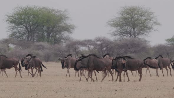 Wildebeest Walking On The Dry Field In Nxai Pan, Botswana - Wide Shot alt