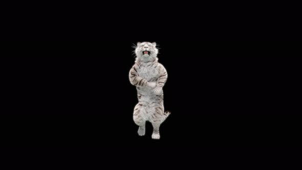 65 White Tiger Dancing 4K alt
