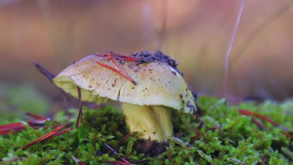 Mushroom Russula Grows Among the Grass