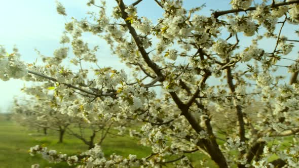 White Apple Flowers on Thin Branches in Local Orchard