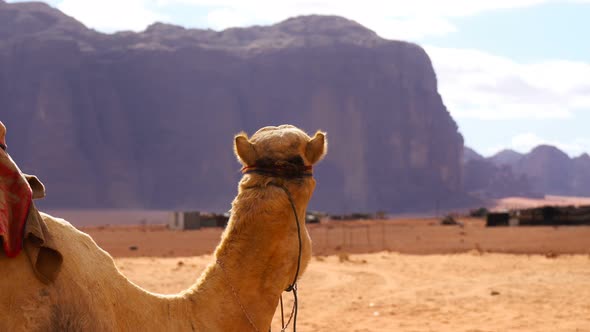 Camel in the Desert and Mountains