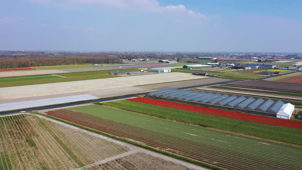 Aerial View of Tulip Bulb-fields in Springtime, Holland, the Netherlands