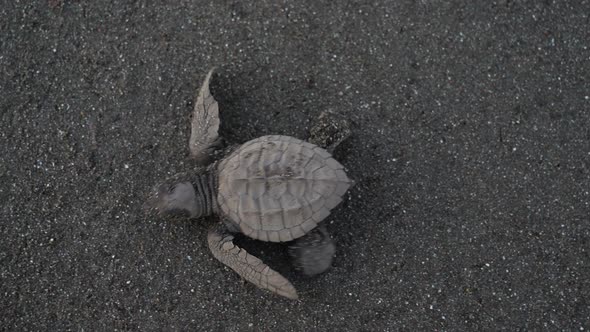 Atlantic Ridley Sea Baby Turtle Crossing the Beach