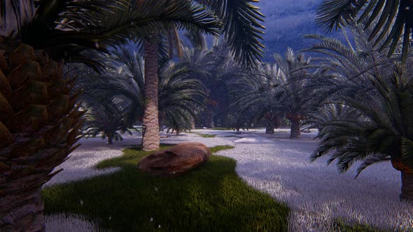 Winter And Palms 2K