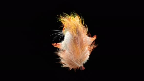 79 White Squirrel Dancing 4K alt