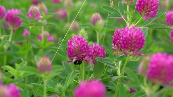 Bumblebee Collects Nectar From Beautiful Color Flowers alt