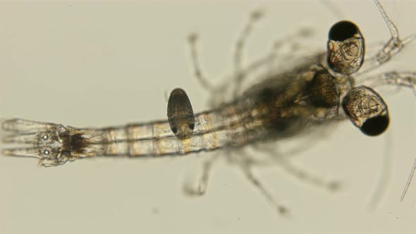 Mizida Shrimp and the Parasitic Isopoda Larva Under a Microscope, at the Stage of Kryptonium alt
