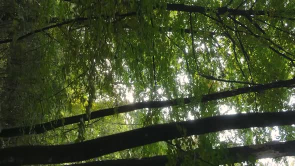 Vertical Video Autumn Forest with Trees in Ukraine Slow Motion alt