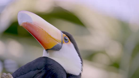 Portrait shot of exotic Ramphastos Toco in focus blinking with eyes outdoors alt