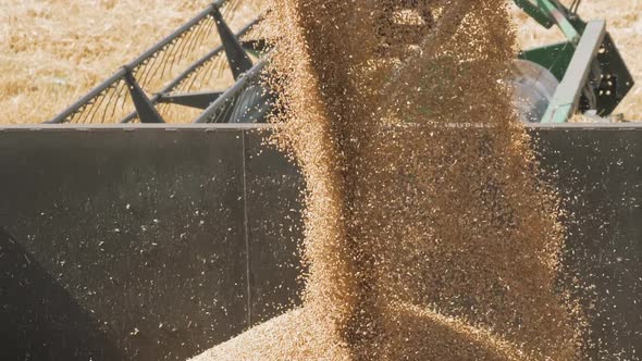 Combine Harvester Unloaded Corn Grains in Truck alt