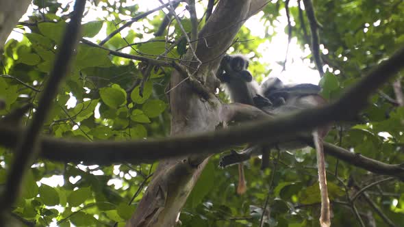 Zanzibar red colobus picking lice from fur of another monkey on tree. alt