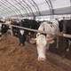 Cows On The Farm - VideoHive Item for Sale