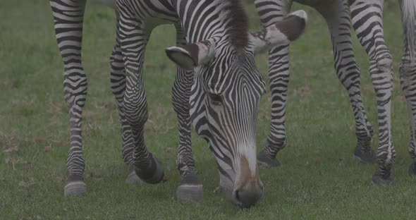 Zebra Grazes on the Green Grass alt