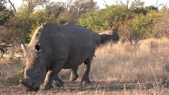 A dehorned Southern White Rhino with a group of rhino standing in the background. alt
