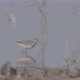 Wading Bird Feeding in a Pond - VideoHive Item for Sale