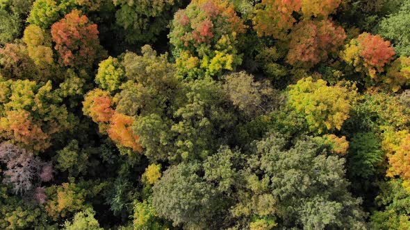Aerial View of Autumn Forest alt