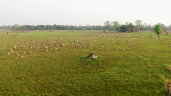 Deer Grazing In Grassland Drone 4k