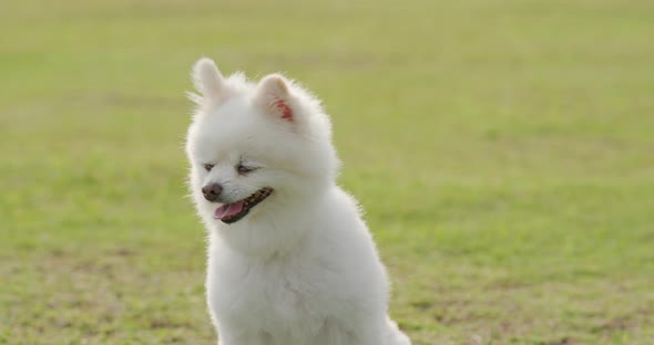 White pomeranian dog on grass