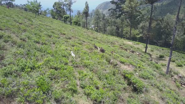 Funny Goats Graze Walking Along Hill Covered with Plants alt