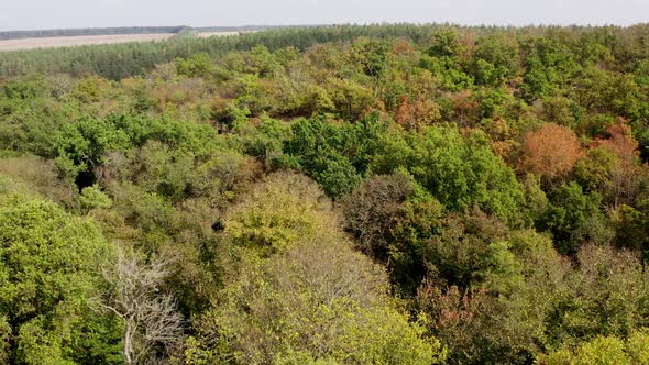 Colorful background of autumn nature. Top of trees in the forest. Beautiful woodland. alt