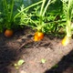 close-up of a young carrot growing from the ground in a vegetable garden watered with water on a sun - VideoHive Item for Sale