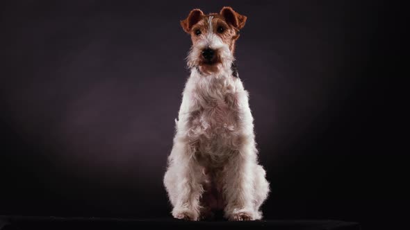 Front View of a Spotted Wirehaired Fox Terrier Sitting in the Studio Against a Gray Black Gradient alt