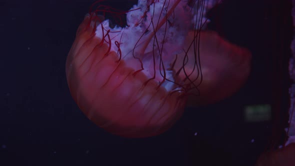 Closeup Shot of Group of Large Pink Jellyfish Swimming Downward in Dark Underwater Ocean Leaving alt