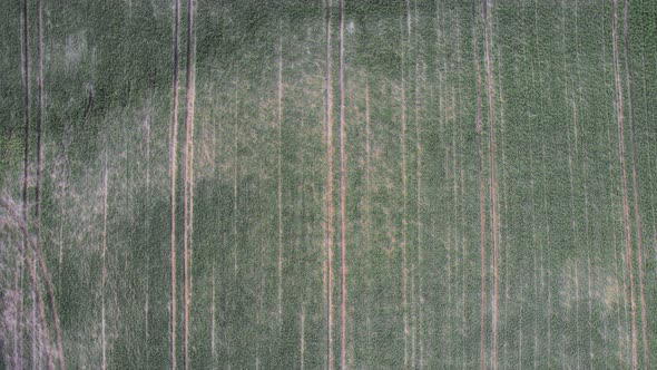 Aerial Drone Top Down View of Freshly Sown Green Field with Tractor Tire Tracks at Sunset