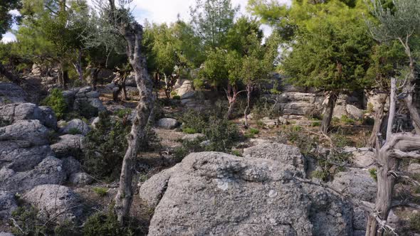 Landscape with Evergreen Trees Growing Among Grey Rocks on a Summer Day alt