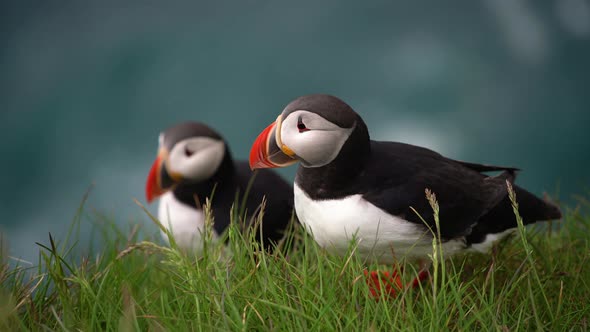 Wild Atlantic Puffin Seabird in the Auk Family in Iceland alt