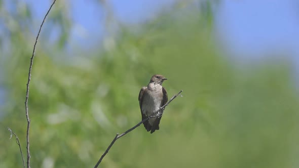 Western Wood Pewee Bird Slow Motion