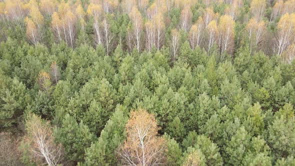 Forest with Trees in an Autumn Day alt
