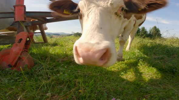 The Theme is Agriculture Animal Husbandry Farming and Dairy Products in the Bavarian Region of alt