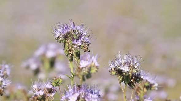 Honey Flowers Phacelia And Bees In The Meadow