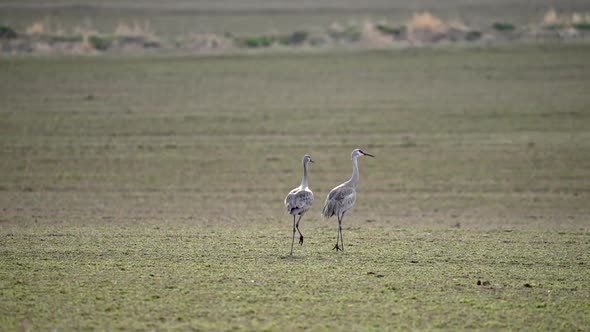 Sandhill Cranes in grassy field as they follow each other alt