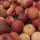 Rotten apples  - VideoHive Item for Sale