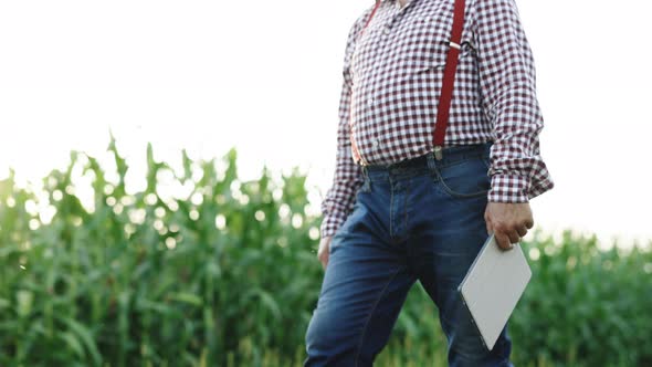 Farmer Walk With Digital Tablet on Green Field of Grass Corn at Sunset