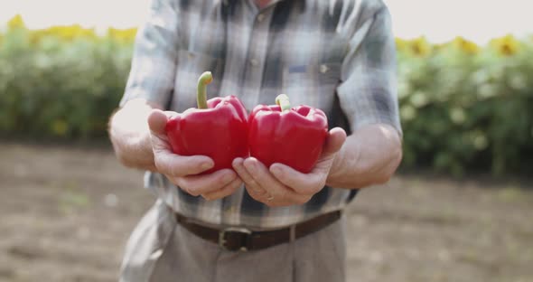 Close Senior Farmer's Hands Show Two Red Peppers at Camera at Blurred Field alt