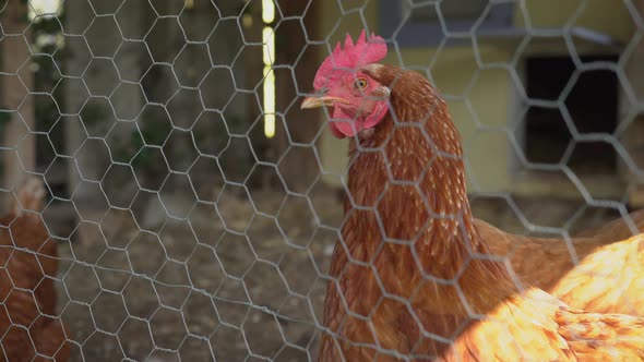 Hen Standing Near Enclosure Fence alt
